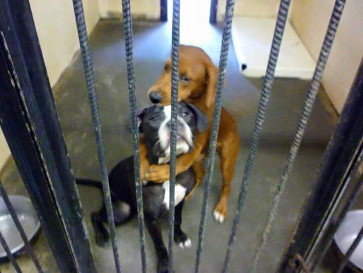 cachorros abrazandose