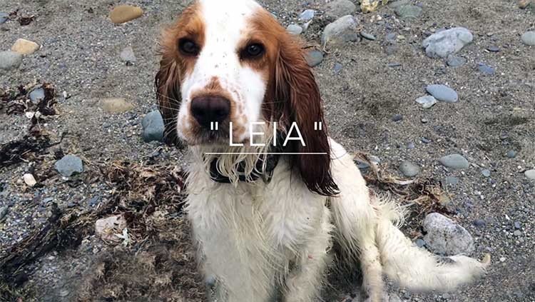 Perro