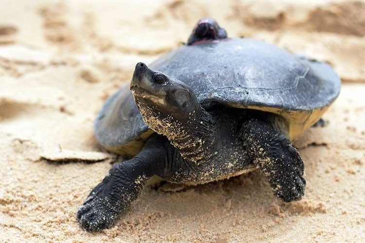 Tortugas Reales