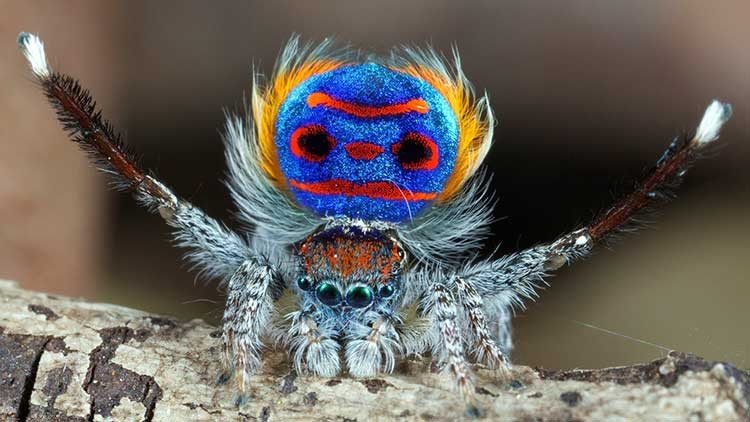 Maratus personatus