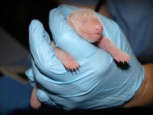 pandas bebe