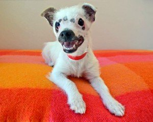 perro por muy feo
