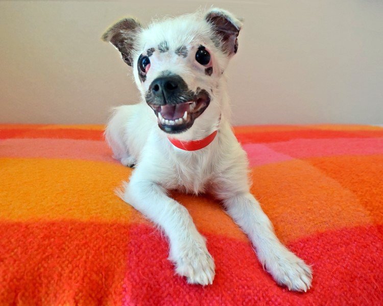 perro por muy feo