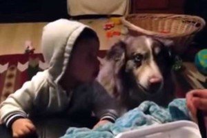 Perro que habla