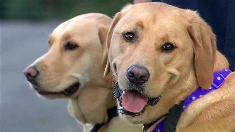 perros guias
