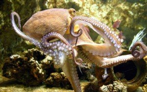 pulpo