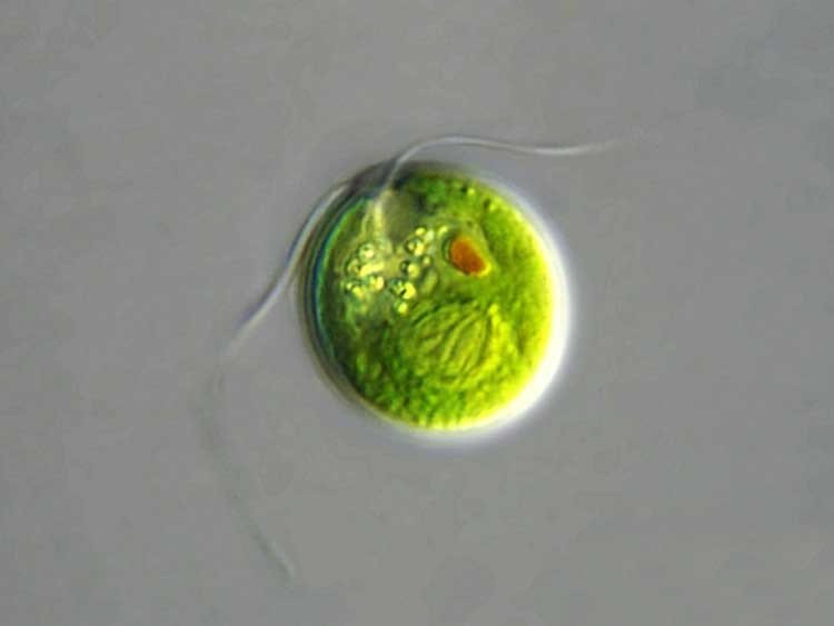 Chlamydomona reinhardtii green algae