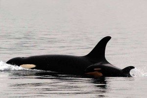 orca bebe