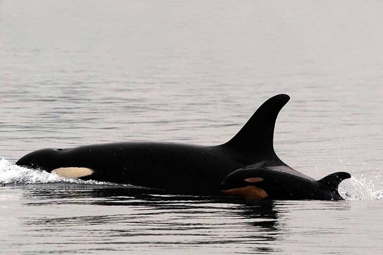 orca bebe