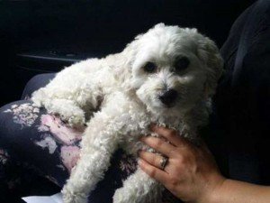 Perro cayó de 14 pisos