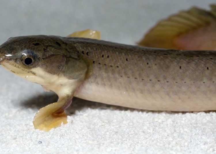 peces que caminan