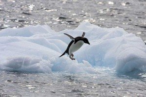 Pingüino