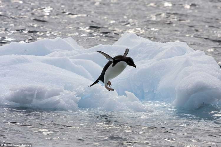 Pingüino