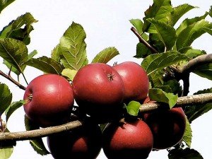 Árboles de Manzanas