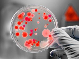 Bacteria resistente