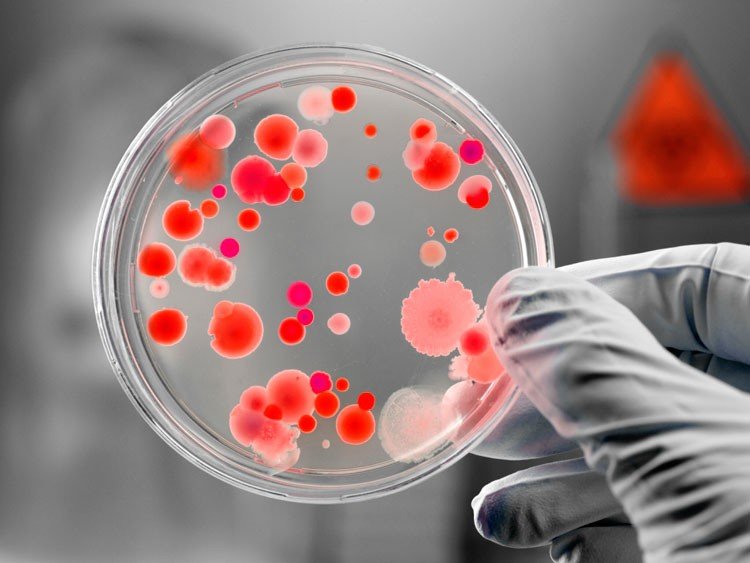 Bacteria resistente