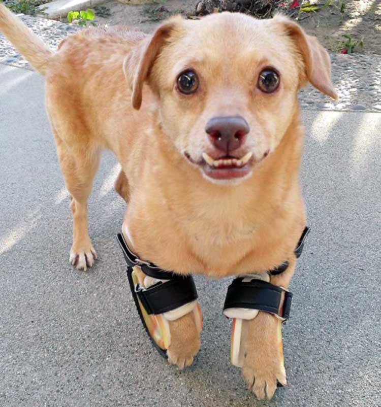 daisy