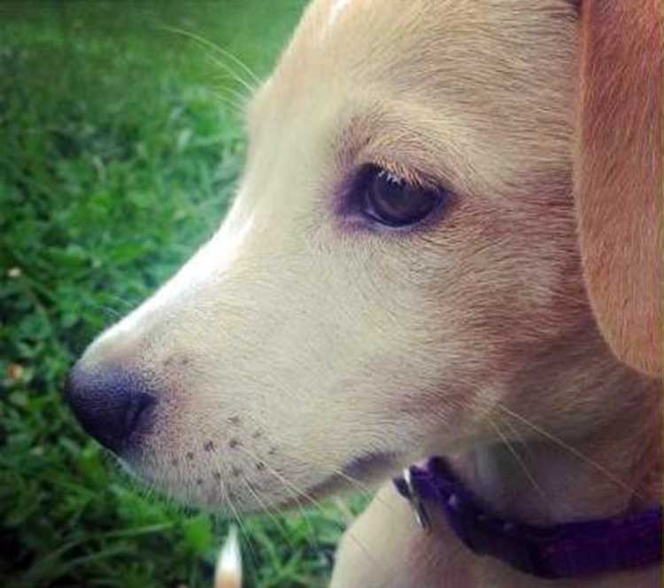 El Perro más triste