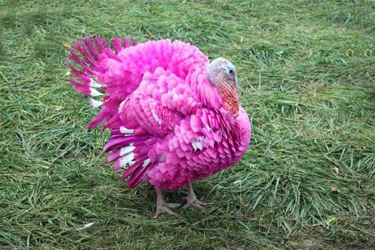 Pavos de colores