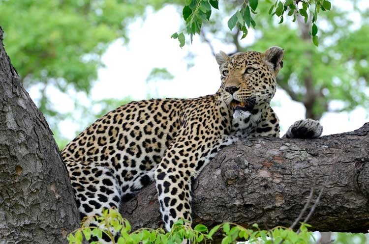 amistad de un bebe impala y un leopardo