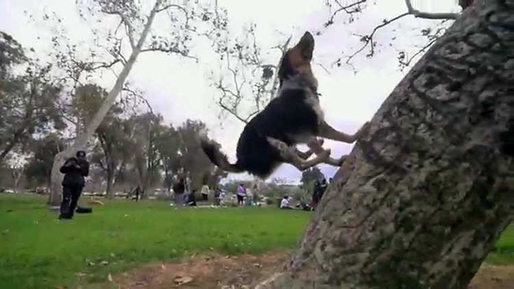 perro que puede escribir su nombre