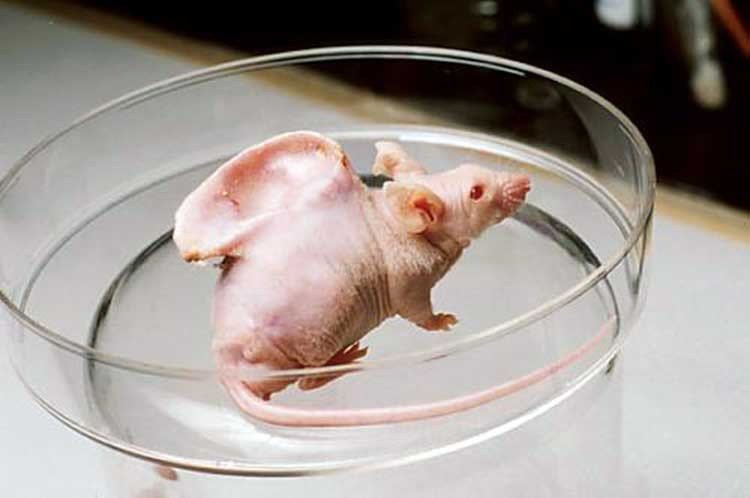 Órganos humanos que crecen en animales