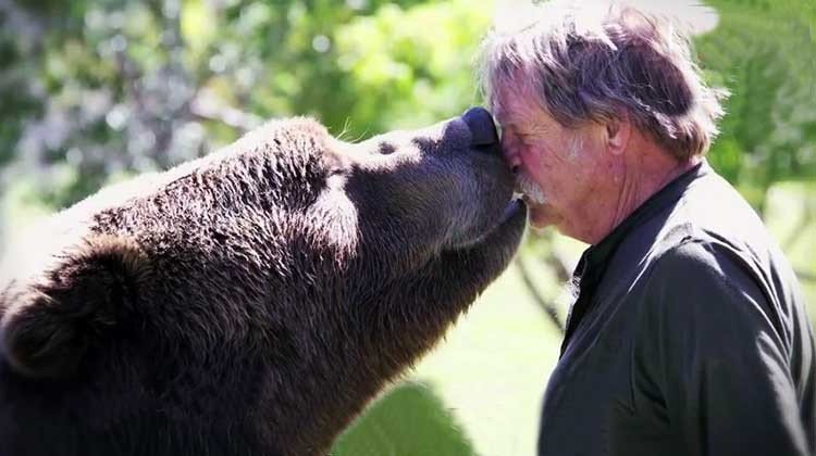 oso gigante