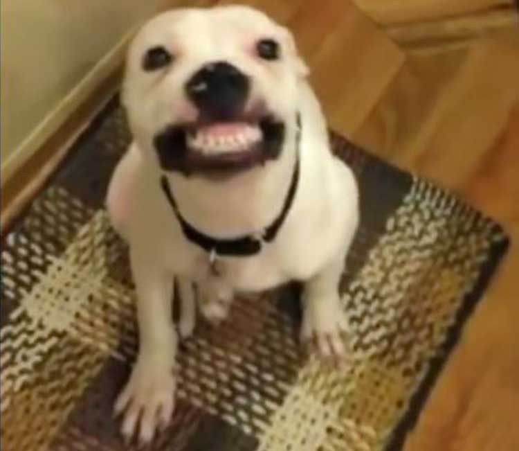 Perro sonriente