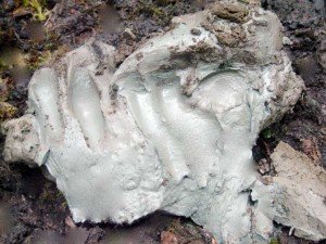 Arcilla natural para matar bacterias mortales