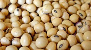 ¿Está comiendo demasiada soja?