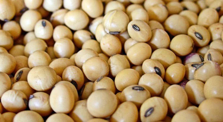 ¿Está comiendo demasiada soja?