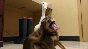 un pato y un perro son la amistad perfecta