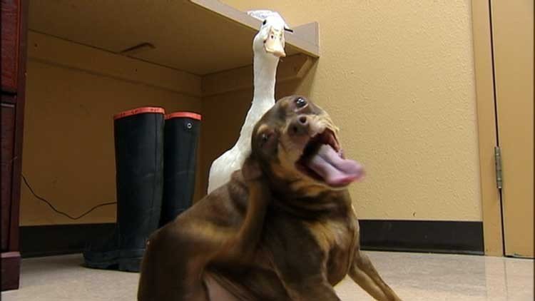un pato y un perro son la amistad perfecta