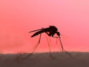Zika: Usarían Radiación nuclear para combatirlo