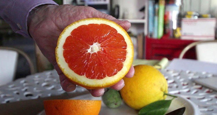 Hace crecer cítricos inclusive en la nieve