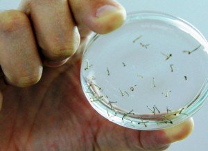 Crean detergente natural que mata larvas de Zika