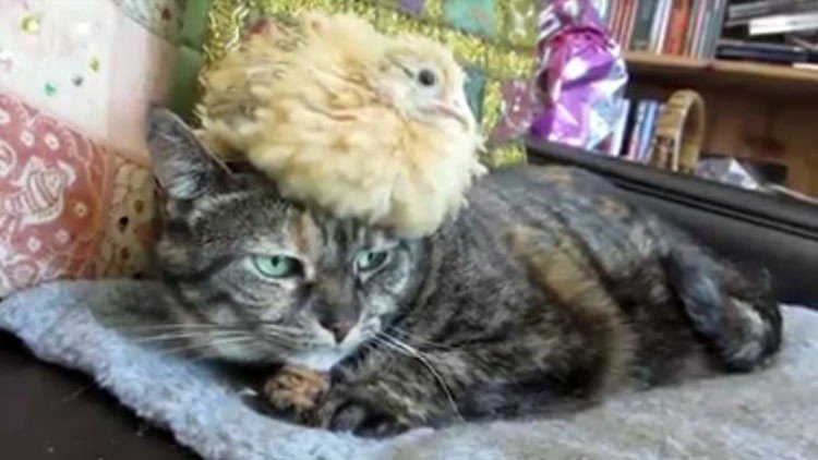 Vea al gato y a su amigo el pollito