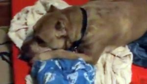 Pitbull llora al ser abandonado una y otra vez