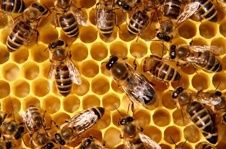 Honey Nut Cheerios da de nuevo a las abejas