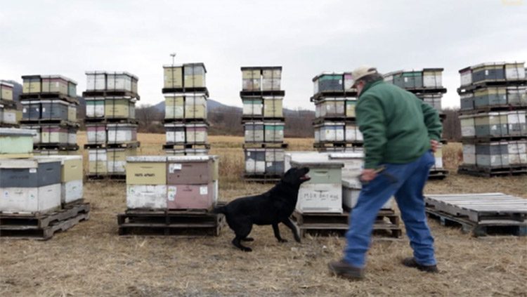Nariz certificada de este perro salva las abejas