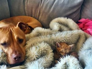 Un Pitbull cuida a un gatito