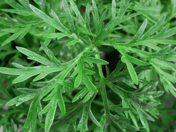 Ajenjo: hierva que mata 98% de células cancerosas
