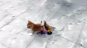 Gatito paralizado en su nueva sillita de ruedas
