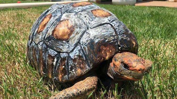 Salvan tortuga quemada con caparazón artificial