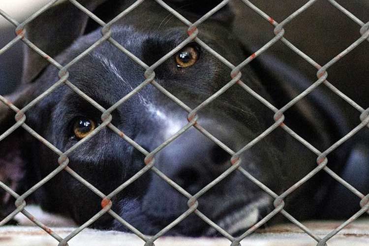 Compra todos los alimentos para mascotas