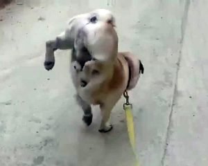 Este perrito hace pis parado en 2 patas