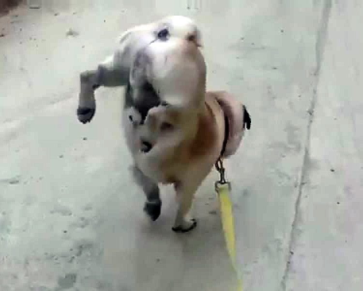 Este perrito hace pis parado en 2 patas