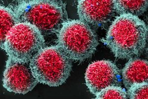 Un virus que mata a los tumores