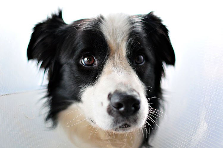 Nadie puede creer como se salvó este perro