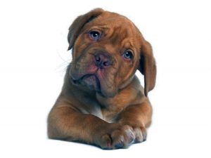 Los perros entienden cuando el humano les habla